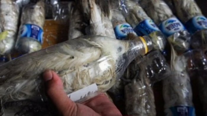 Перевозили контрабандой. На борту корабля в Индонезии обнаружили попугаев в бутылках: фото