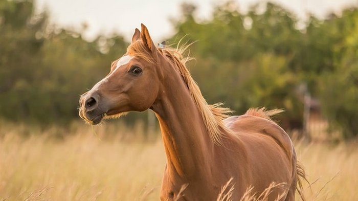Франция расследует жестокие убийства лошадей