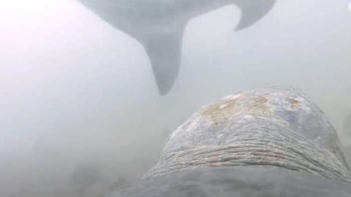 В Австралии черепаха напала на акулу (видео)