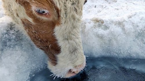 Якутские охотники одевают коров в меховые бюстгальтеры (видео)