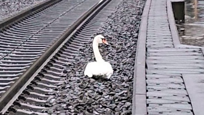 В Германии скорбящий лебедь почти на час задержал 23 поезда