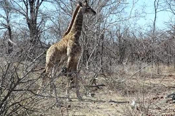 Жирафа остановила гиен и спасла раненого детеныша