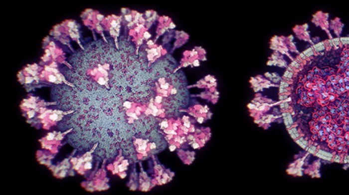 Ученые выявили фермент, помогающий размножаться коронавирусу
