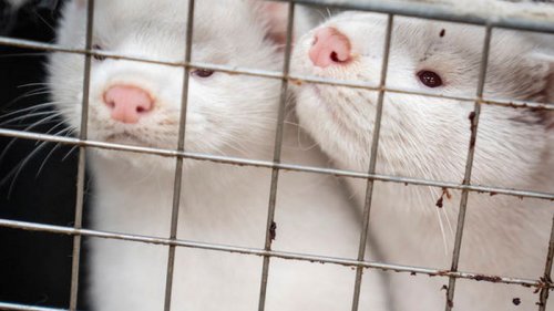 В Финляндии разрабатывают вакцину против коронавируса для животных