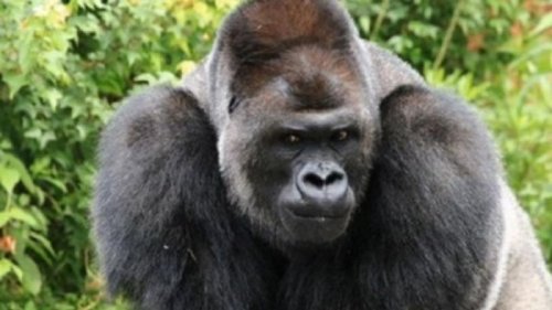 Впервые в мире: в американском зоопарке гориллы заразились COVID-19
