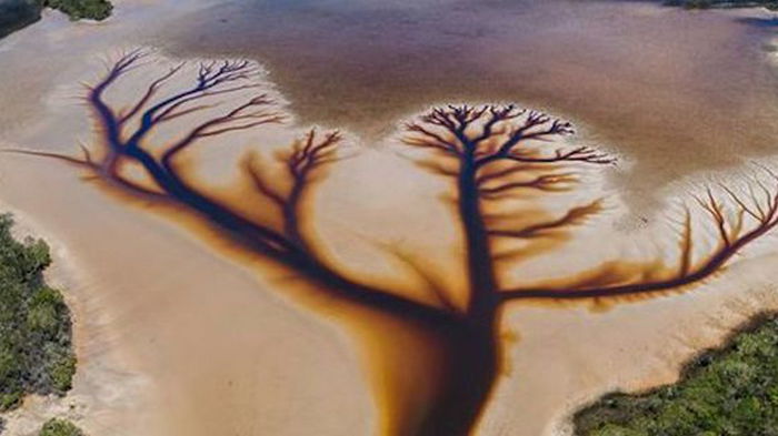 В Австралии фотограф-любитель нашел озеро с древом жизни удивительной красоты: видео