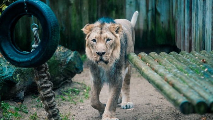 В зоопарке Таллинна у льва был диагностирован коронавирус