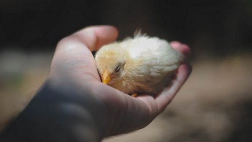 В ФРГ запретят умерщвлять новорожденных цыплят