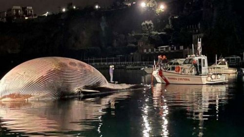 Смогли вытащить на берег. У побережья Италии обнаружили 70-тонную тушу кита: видео