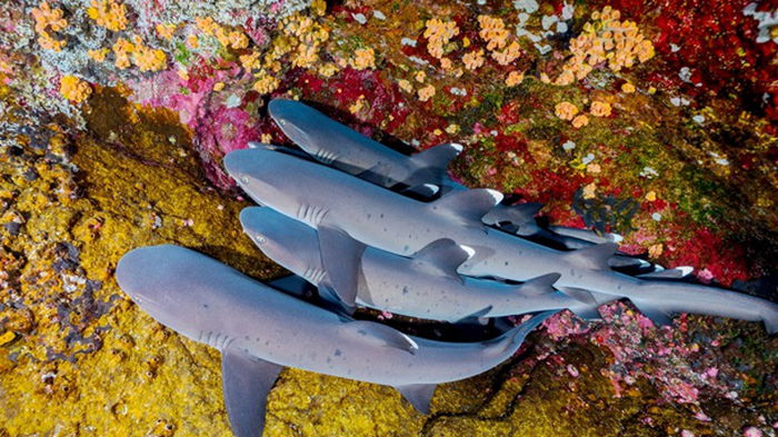 Ученые заявляют о резком сокращении популяции акул и скатов