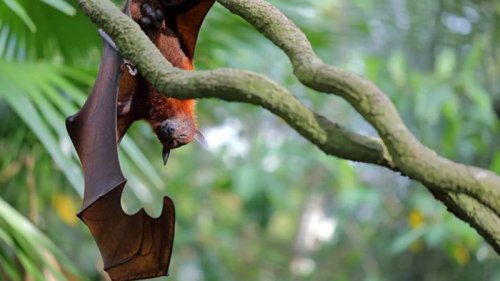 ВОЗ заявила о возможности пандемии из-за вируса Nipah