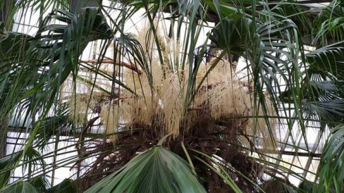 В ботсаду Киева зацвела 200-летняя пальма (фото)