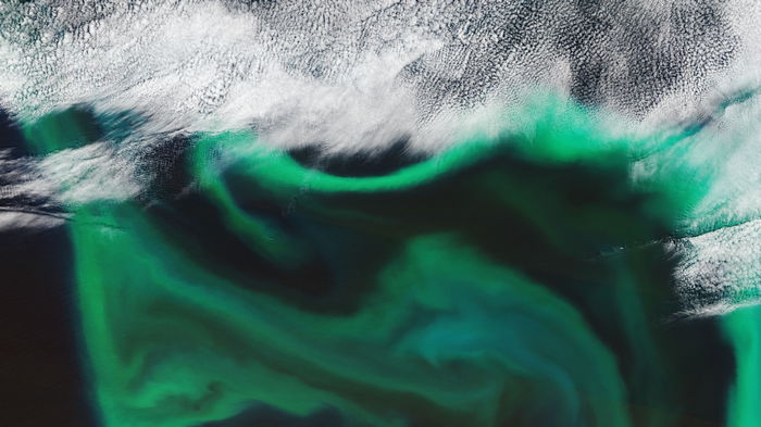 Спутник ESA показал цветение Тихого океана (видео)