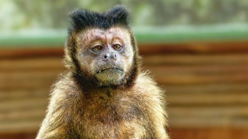В Индии обезьяны похитили двух младенцев и убили одного из них