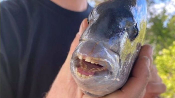 Никогда такого не видел: мужчина поймал рыбу с человеческими зубами (фото)