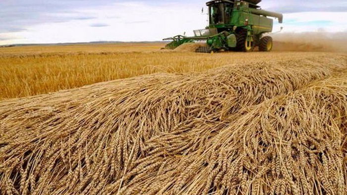 Минэкономики ожидает рекордный урожай зерна