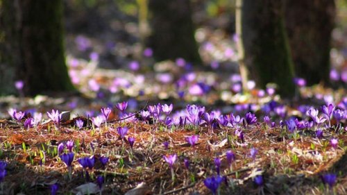 На Закарпатье массово цветет шафран (фото)