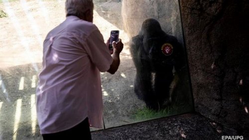 В одном из зоопарков США от коронавируса привили горилл