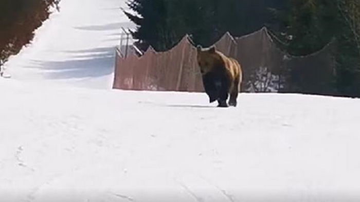 Лыжник отвлек медведя, чтобы спасти туристов (видео)
