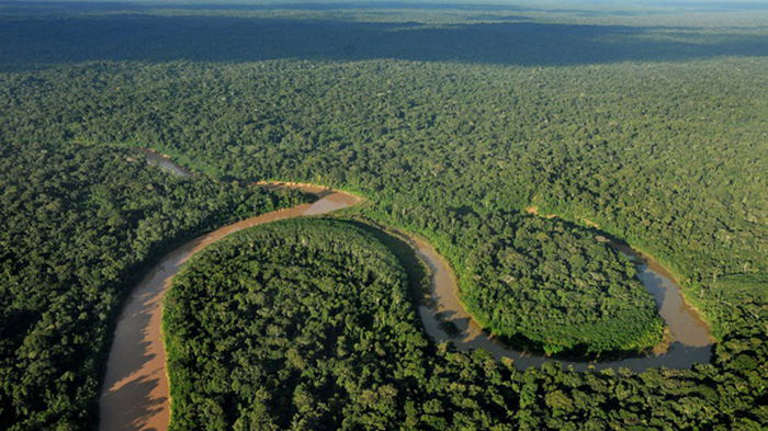 Экологи бьют тревогу: только треть тропических лесов во всем мире нетронута