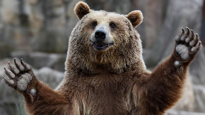 В России медведь посреди города гонялся за мужчиной и попал под автобус (видео)