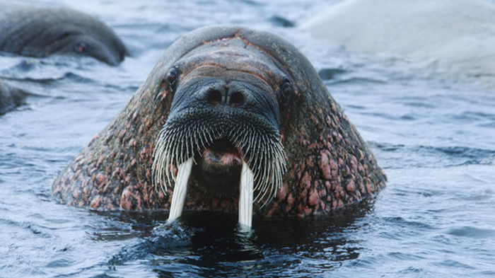 В Ирландии впервые заметили моржа: он заснул на льдине и пересек Атлантику