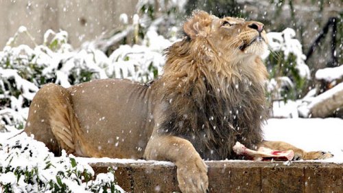 В зоопарке США после масштабной метели львы устроили догонялки в снегу – видео видео