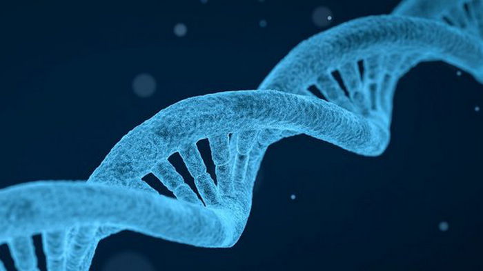 США разрешили генетически модифицировать клетки-киллеры против рака