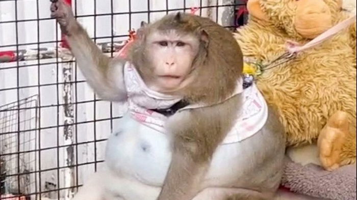 Толстую обезьяну отправили в лагерь похудения (видео)