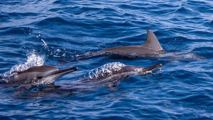 Ученые посчитали китов и дельфинов в Черном и Средиземном морях: результаты исследования