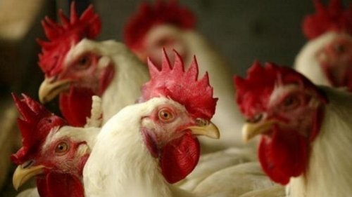 Из-за вспышки птичьего гриппа в Польше уничтожат миллионы птиц