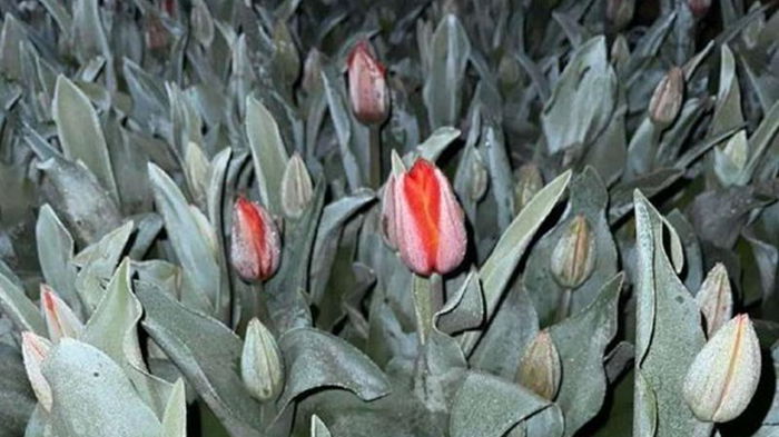 Буковинцы всю ночь спасали тюльпаны от заморозков (фото)
