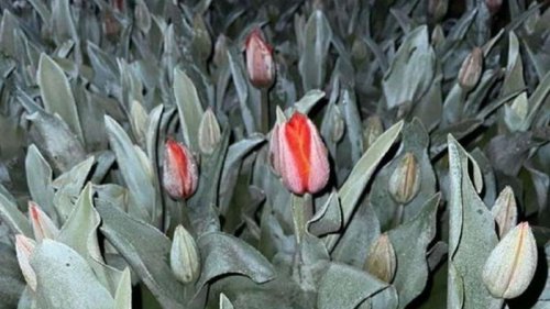 Буковинцы всю ночь спасали тюльпаны от заморозков (фото)