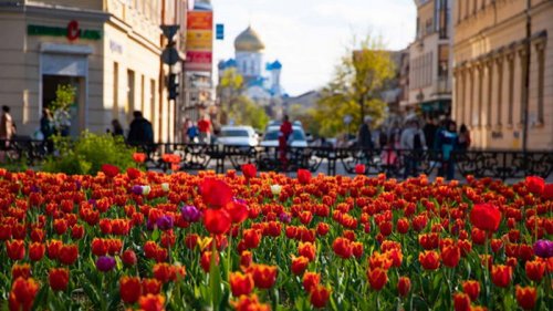 В Ужгороде цветут десятки тысяч тюльпанов (фото)