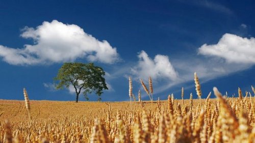 Минагрополитики ожидает рекордный урожай в этом году