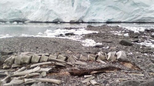 Ученые приблизились к разгадке тайны загадочного скелета кита в Антарктиде (фото)