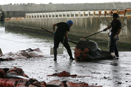 Япония намерена в открытую убивать китов