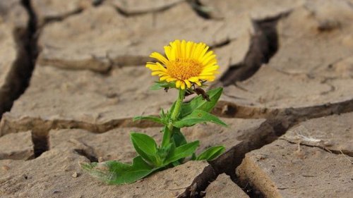 Засуха может поставить под угрозу поставки в ЕС ряда агропродукции – исследование