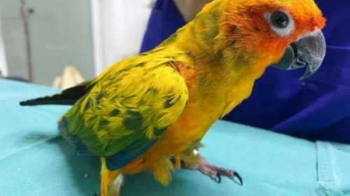 Тайский попугай проглотил бриллиантовое ожерелье