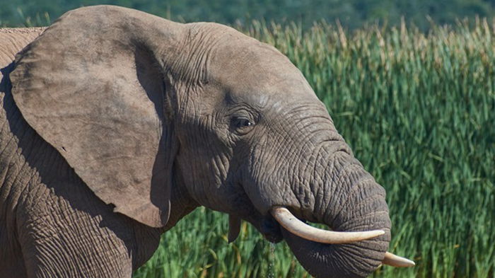 В Индии ловят слона, убившего 16 человек