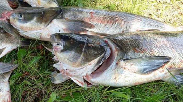 Возле ДнепроГЭСа рыбаки собирают погибшую рыбу (фото)