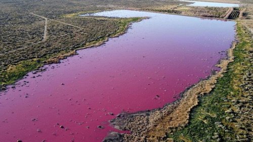 В Аргентине лагуна стала розовой из-за отходов (видео)