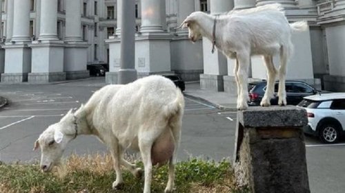 В Киеве у здания МИД паслись козы