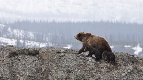 На Аляске спасли мужчину, который неделю отбивался от медведя
