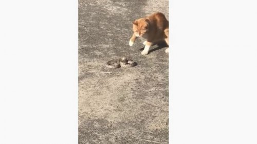 В Херсоне кот убил змею (видео)