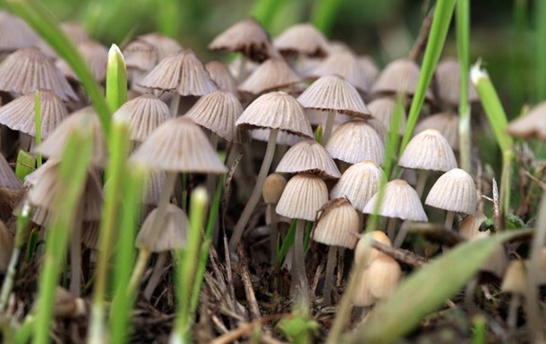 Из-за глобального потепления увеличился урожай галлюциногенных грибов