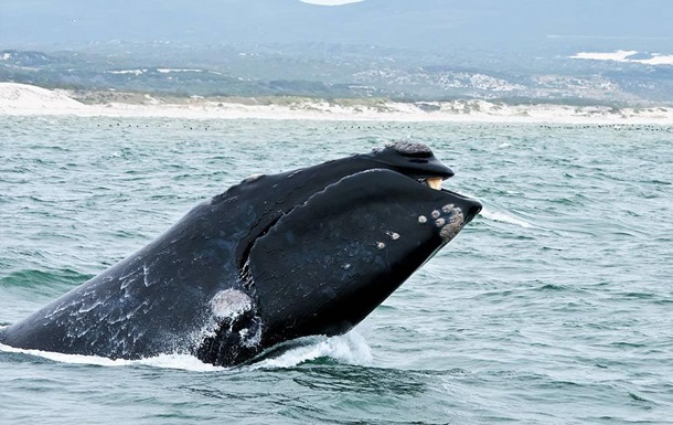 Детеныш вымирающего кита замечен впервые за 2 года