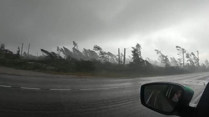 Туристы сняли видео урагана, вырывавшего деревья