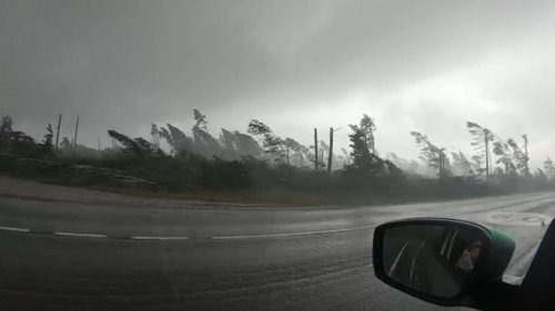 Туристы сняли видео урагана, вырывавшего деревья