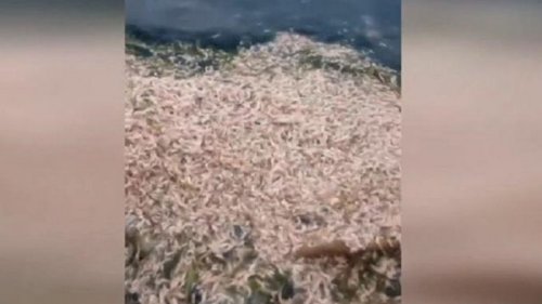 Возле Одессы массово гибнут рыба и креветки (видео)